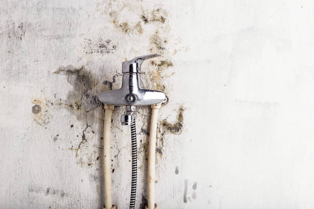 Trusted Alondra Park, CA Mold Remediation Experts